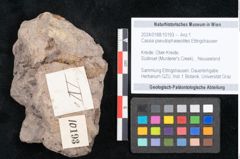 Foto (Objekt + Etikett) von Cassia pseudophaseolites Ettingshausen (NHMW-GEO-2024-0188-10193)